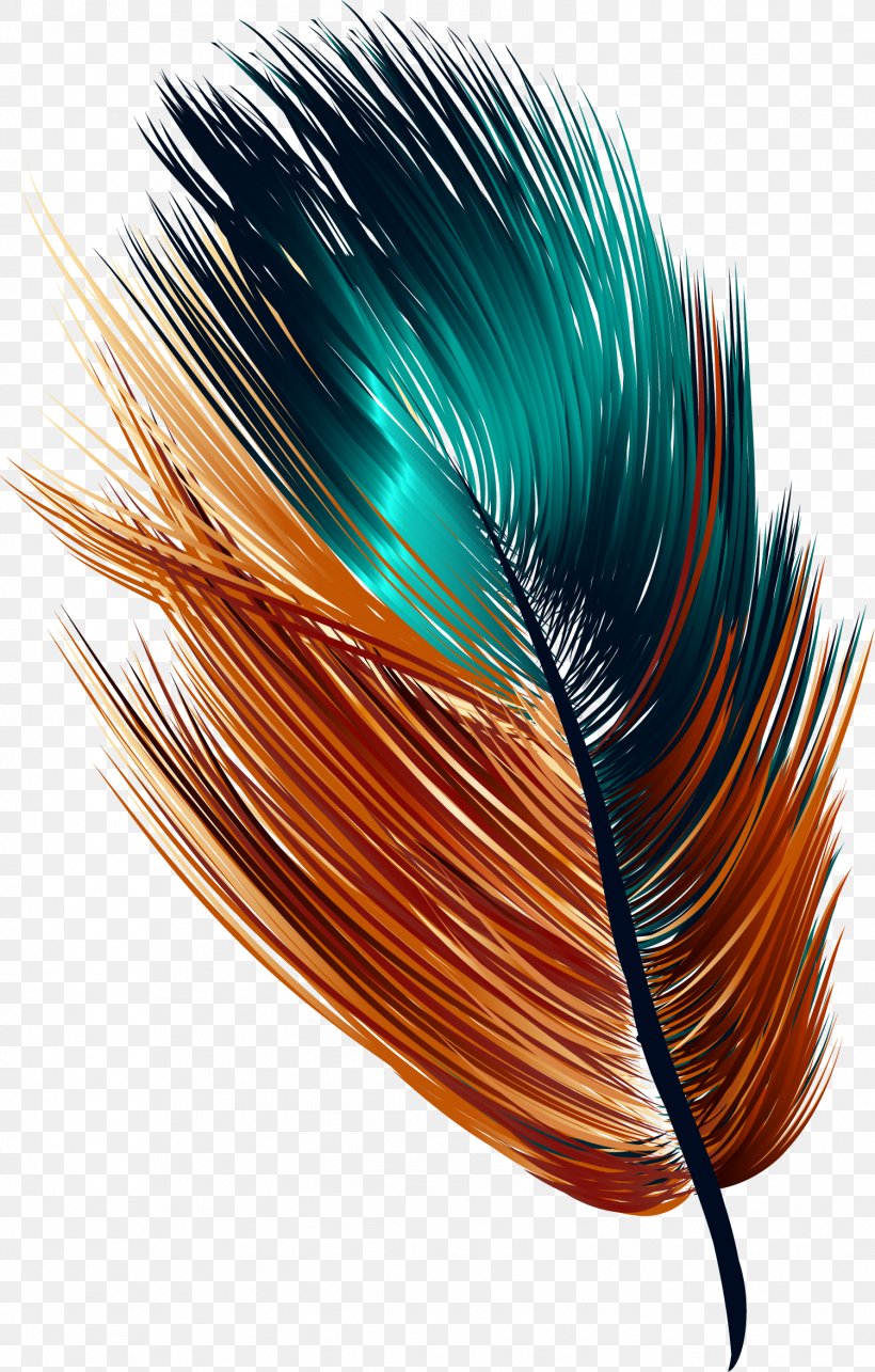 Feather Drawing, PNG, 1501x2354px, Feather, Color, Designer, Drawing, Search Engine Download Free