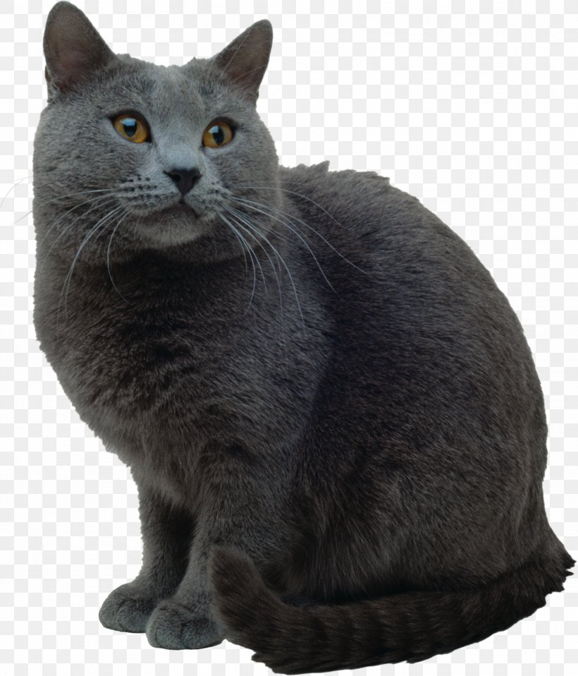 Korat British Shorthair Russian Blue Chartreux Nebelung, PNG, 1946x2274px, Korat, Asian, Black Cat, Bombay, Bombay Cat Download Free