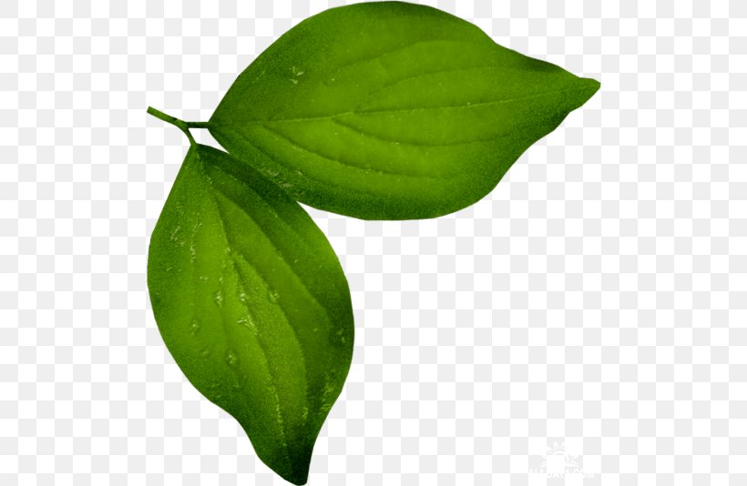 Leaf Archive File RAR Clip Art, PNG, 500x534px, Leaf, Archive File, Plant, Plant Stem, Rar Download Free