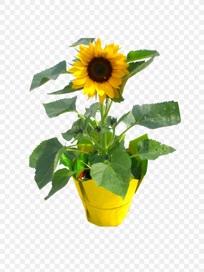 Consolidated Nurseries LLC Flowerpot Sunflower Seed Nursery Sunflower M, PNG, 2448x3264px, Flowerpot, Basket, Daisy Family, Florida, Flower Download Free