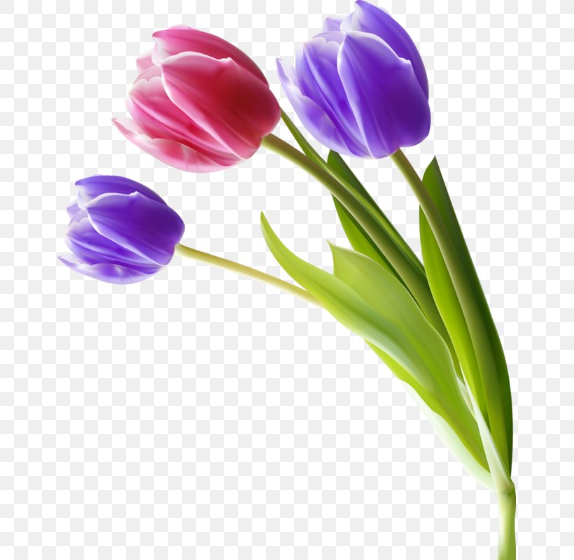 Flower Tulip, PNG, 655x800px, Flower, Artificial Flower, Cut Flowers, Flowering Plant, Lilac Download Free