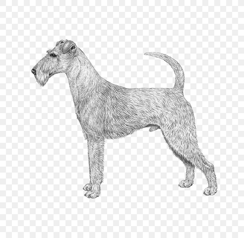 Miniature Schnauzer Irish Terrier Lakeland Terrier Standard Schnauzer Wire Hair Fox Terrier, PNG, 800x800px, Miniature Schnauzer, Canidae, Carnivoran, Dog, Dog Breed Download Free