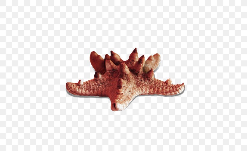 Starfish Sea Clip Art, PNG, 500x500px, Starfish, Animal, Animation, Invertebrate, Marine Invertebrates Download Free