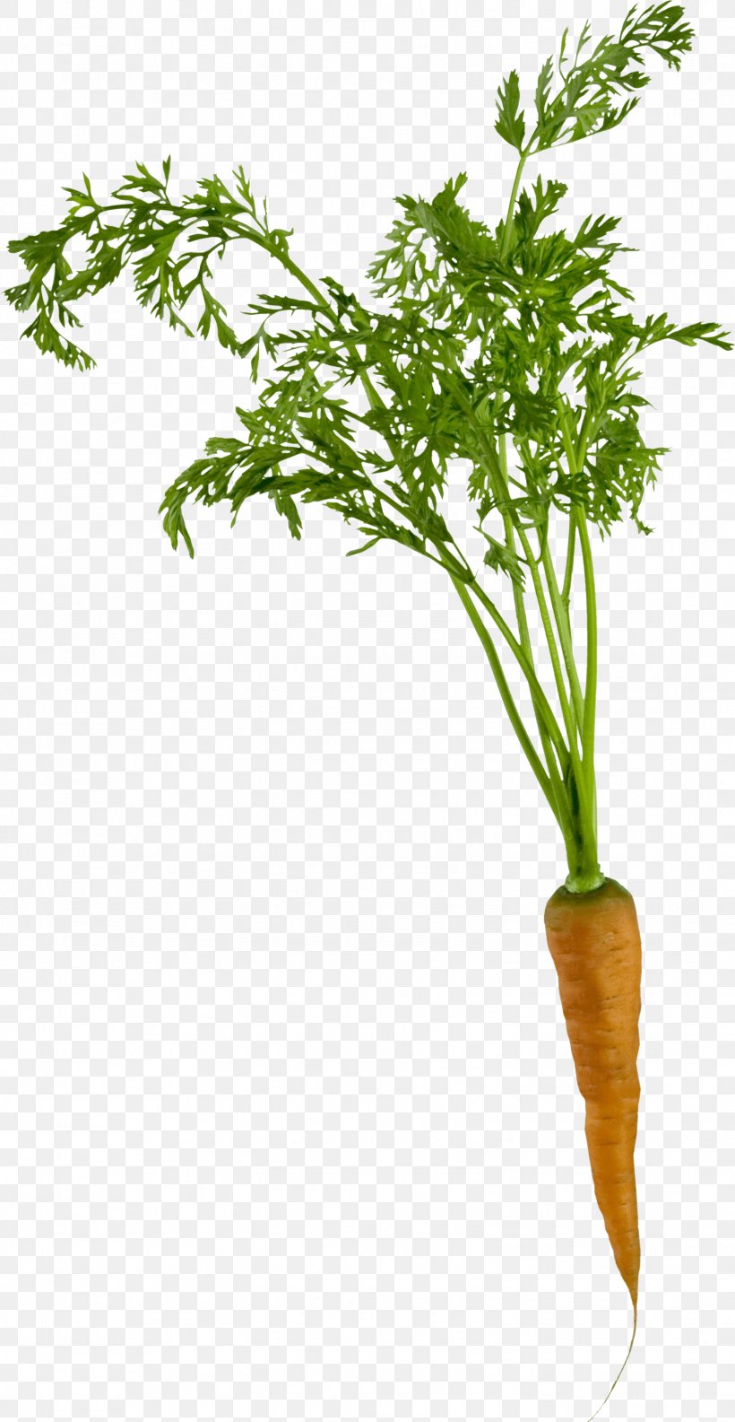 Carrot Clip Art, PNG, 1552x3000px, Carrot, Daucus, Daucus Carota, Flowerpot, Herb Download Free