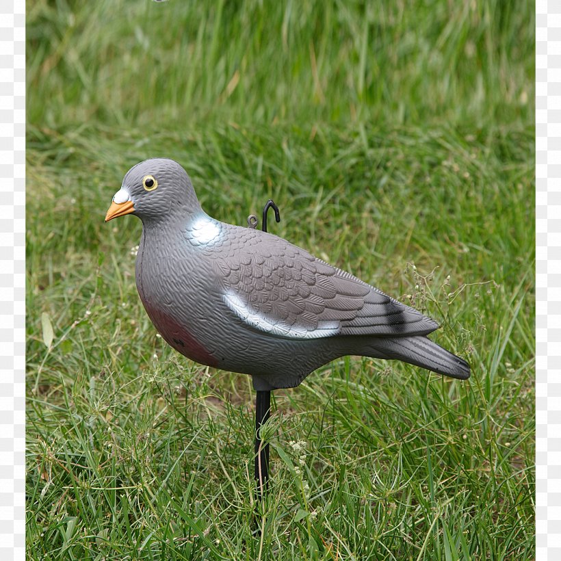 Columbidae Common Wood Pigeon Hunting Bird Stock Dove, PNG, 1320x1320px, Columbidae, Beak, Bird, Cash On Delivery, Charadriiformes Download Free