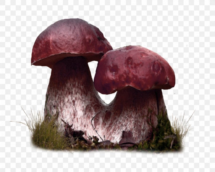 Edible Mushroom, PNG, 999x799px, Edible Mushroom, Food, Medicinal Mushroom, Mushroom Download Free
