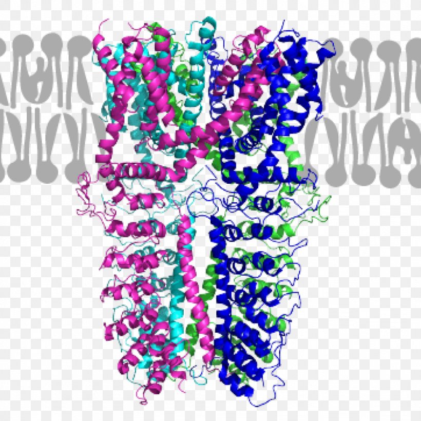 Graphic Design Membrane Protein Organism, PNG, 1024x1024px, Membrane Protein, Cell, Cell Culture, Cell Membrane, Drug Discovery Download Free