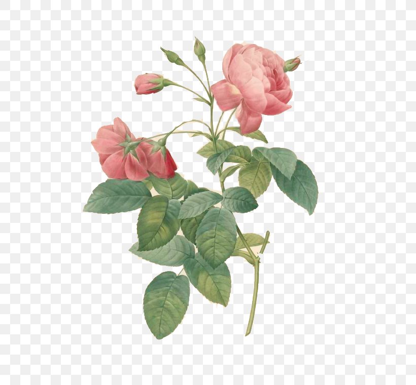 Les Roses France Cabbage Rose The Complete Book Of 169 Redouté Roses Painting, PNG, 542x760px, Les Roses, Art, Botany, Branch, Bud Download Free
