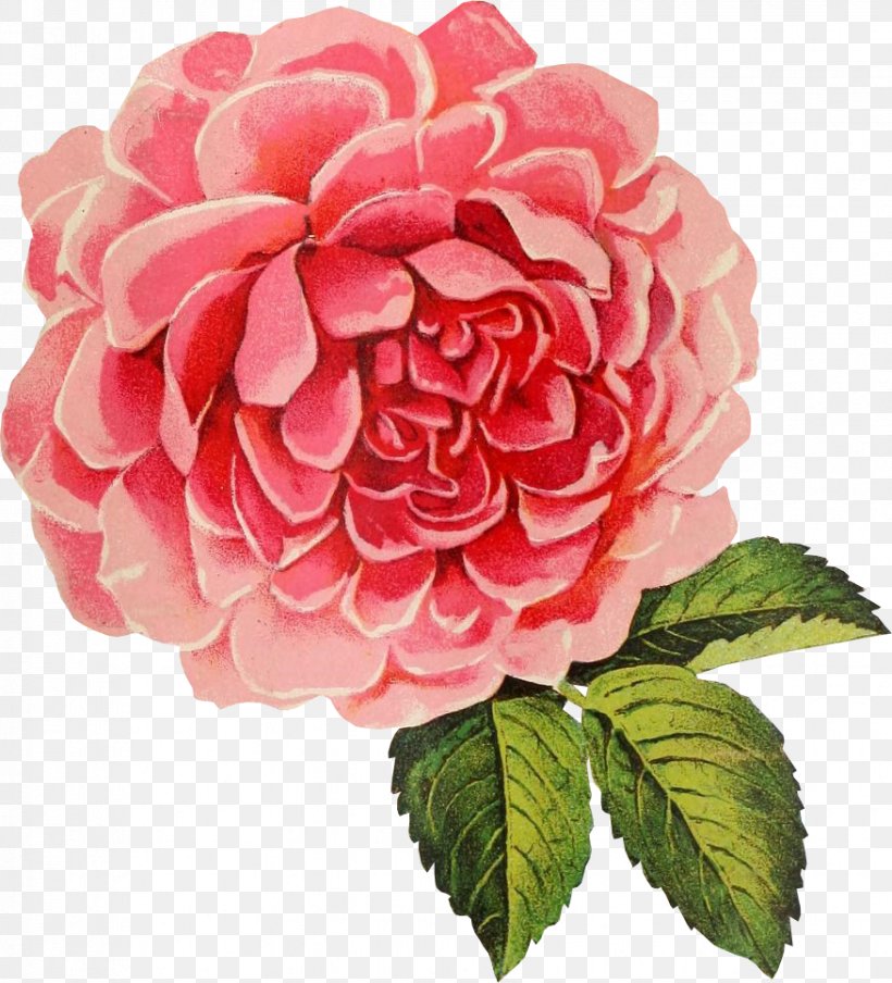 Flower Drawing Clip Art, PNG, 876x966px, Flower, Artificial Flower, Camellia, Centifolia Roses, Collage Download Free