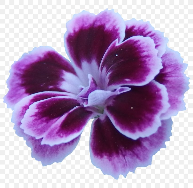 Flower Violet Purple Pink Lilac, PNG, 800x800px, Flower, Crane Sbill, Flowering Plant, Geraniales, Geranium Download Free