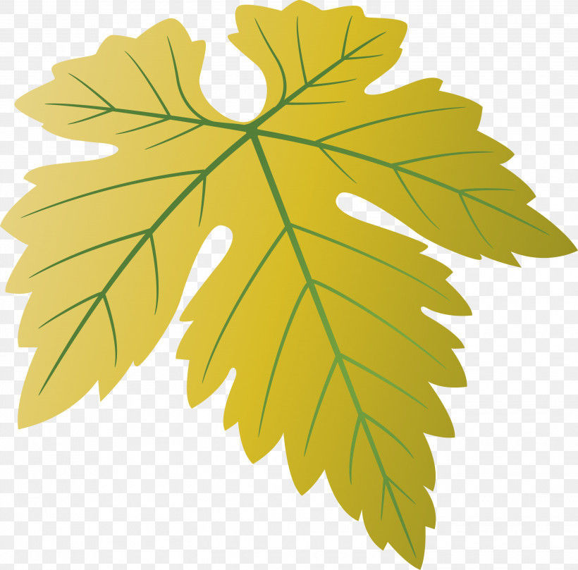 Grapes Leaf Leaf, PNG, 3000x2960px, Grapes Leaf, Black Maple, Flower, Grape Leaves, Leaf Download Free