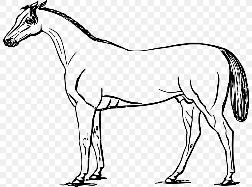 Mustang American Paint Horse Drawing Clip Art, PNG, 800x610px, Mustang, American Paint Horse, Animal, Animal Figure, Artwork Download Free