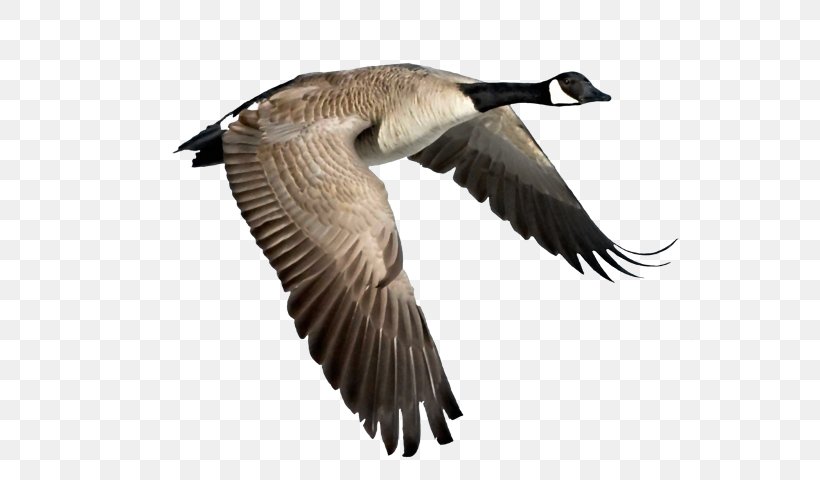 Canada Goose Duck Bird, PNG, 658x480px, Goose, Anatidae, Beak, Bird, Bird Migration Download Free