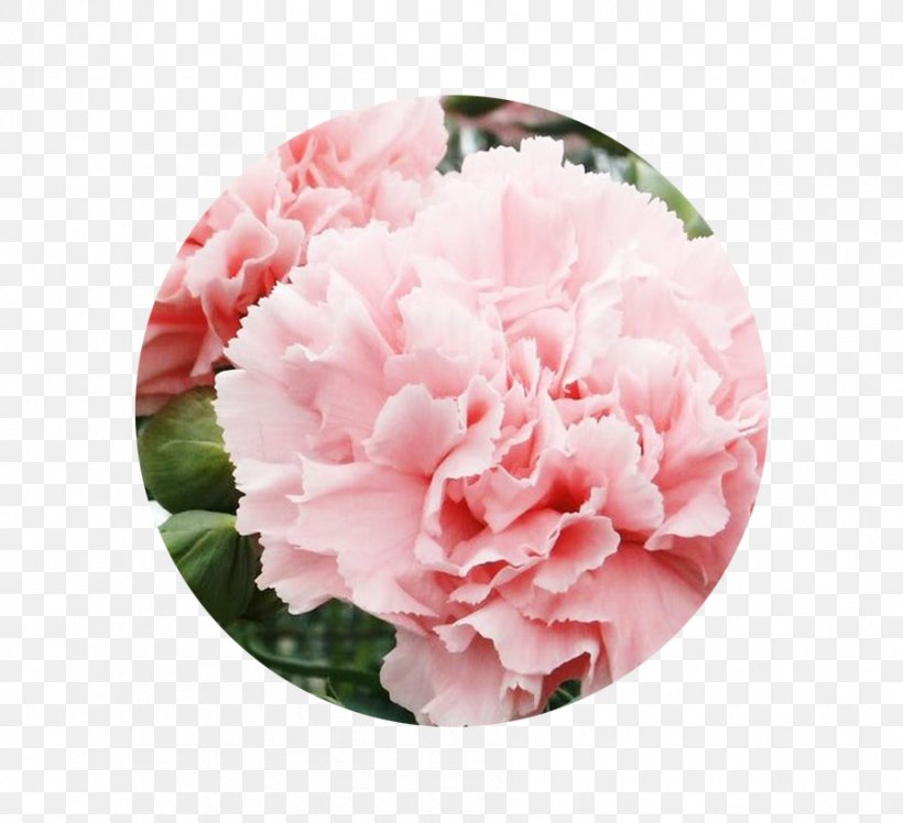 Carnation, Lily, Lily, Rose Sweet William Seed Flower, PNG, 901x822px, Carnation, Adenium, Azalea, Begonia, Birth Flower Download Free