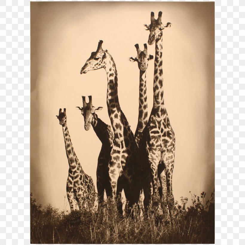 Northern Giraffe Stock Photography Maasai Mara Royalty-free, PNG, 1200x1200px, Northern Giraffe, Animal, Decoratie, Depositphotos, Fauna Download Free