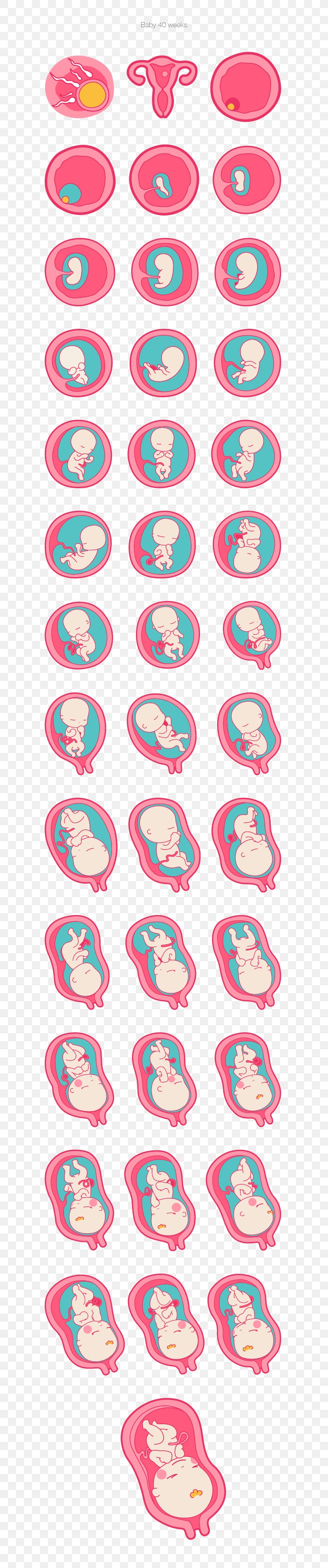 Pregnancy Image Fertilisation Infant Prenatal Development, PNG, 600x3915px, Watercolor, Cartoon, Flower, Frame, Heart Download Free