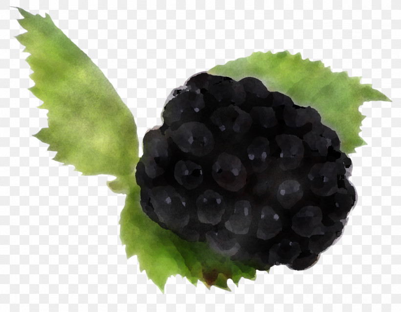 Blackberry Berry Grape Fruit Rubus, PNG, 1408x1095px, Blackberry, Berry, Dewberry, Food, Fruit Download Free