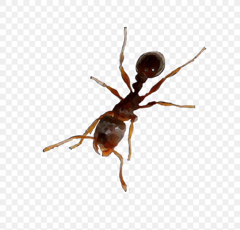 Insect Membrane, PNG, 1128x1080px, Insect, Ant, Arthropod, Carpenter Ant, Invertebrate Download Free