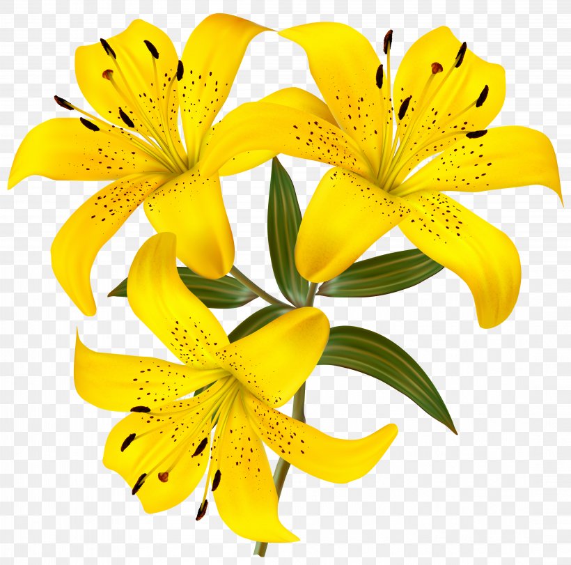 Lilium Yellow Flower Hemerocallis Fulva Clip Art, PNG, 4394x4348px, Lilium Bulbiferum, Alstroemeriaceae, Arum Lily, Calla Lily, Color Download Free