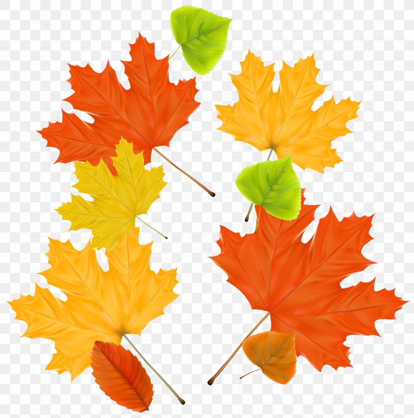 Maple Leaf Autumn, PNG, 5000x5043px, Leaf, Autumn, Flowering Plant, Maple Leaf, Orange Download Free