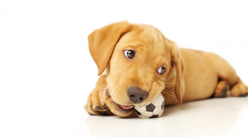 Golden Retriever Pointer Puppy Chewing Dog Training, PNG, 1440x799px, Golden Retriever, Bark, Carnivoran, Chew Toy, Chewing Download Free