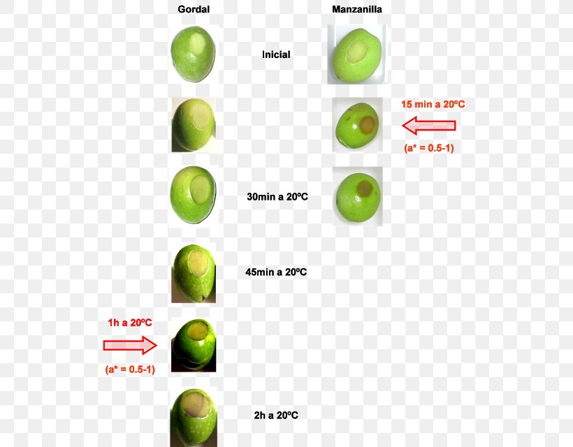 Gordal Olive Temperature Postharvest, PNG, 535x640px, Gordal, Citrus, Cold, Food, Fruit Download Free