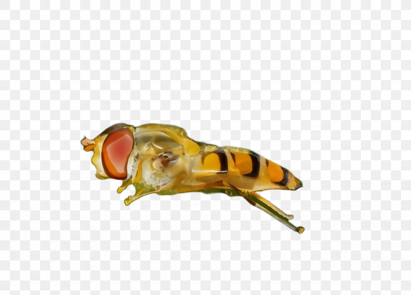 Insect Pest Honeybee Drosophila Melanogaster Fly, PNG, 2360x1696px, Watercolor, Bee, Drosophila Melanogaster, Fly, Honeybee Download Free