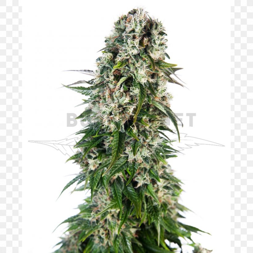 Sensi Seeds Autoflowering Cannabis Seed Bank, PNG, 1000x1000px, Sensi Seeds, Autoflowering Cannabis, Ben Dronkers, Bud, Cannabis Download Free