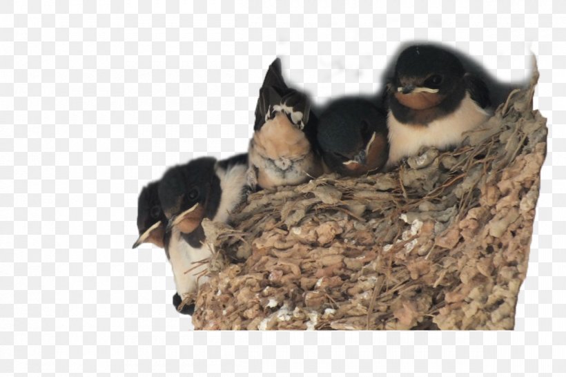 Swallow Bird El Nido, Palawan Passerine, PNG, 1200x800px, Swallow, Barn Swallow, Beak, Bird, Bird Nest Download Free