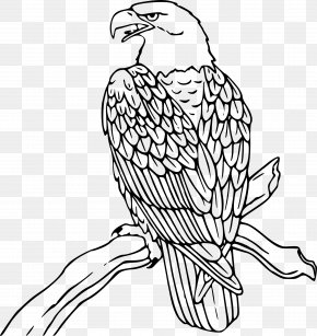 philippine eagle images philippine eagle transparent png free download philippine eagle transparent png