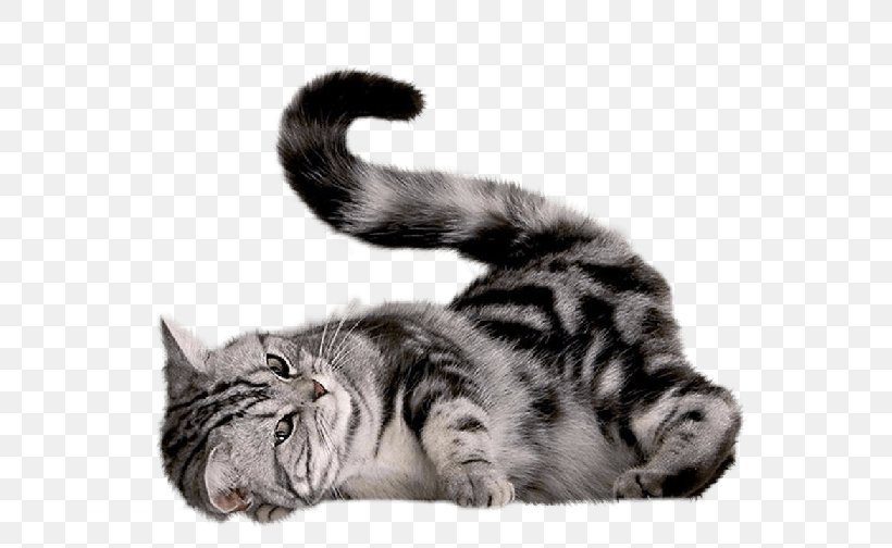 Cat Kitten Dog, PNG, 672x504px, Persian Cat, American Shorthair, Animal, Black And White, British Longhair Download Free