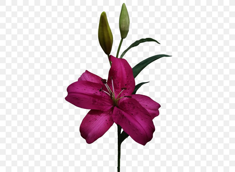 Cut Flowers Wood Lily Lilium Purple, PNG, 800x600px, Flower, Artificial Flower, Aster, Cut Flowers, Flora Download Free