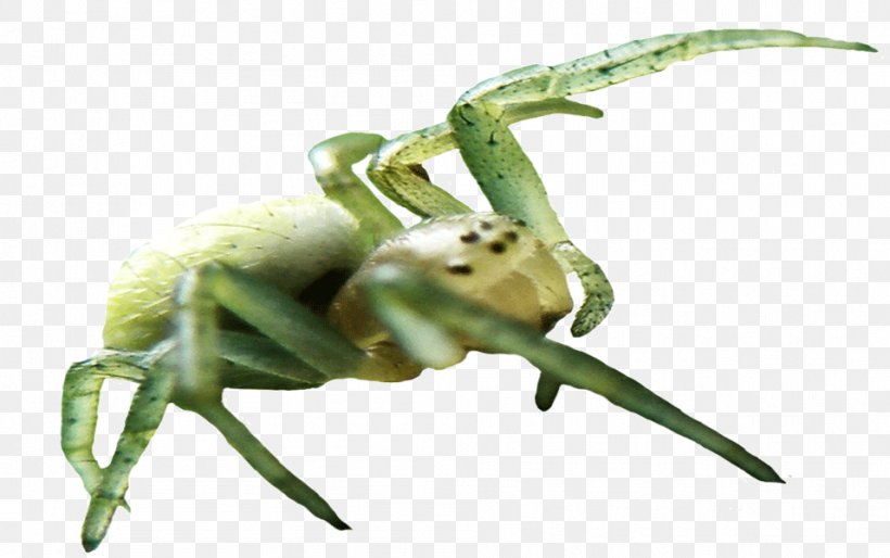 DeviantArt Spider Weevil Frog, PNG, 957x600px, Deviantart, Amphibian, Animal, Arachnid, Art Download Free