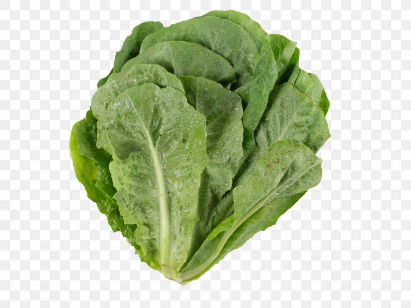 Romaine Lettuce Image Transparency, PNG, 866x650px, Romaine Lettuce, Broccoli, Cabbage, Chard, Choy Sum Download Free