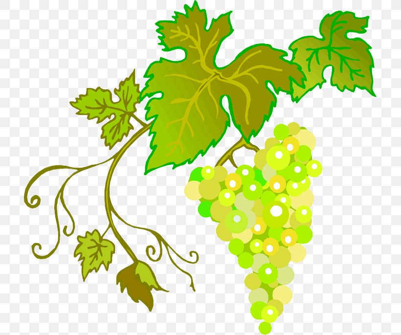 Common Grape Vine Wine Grape Leaves, PNG, 721x685px, Common Grape Vine, Branch, Flora, Flower, Flowering Plant Download Free
