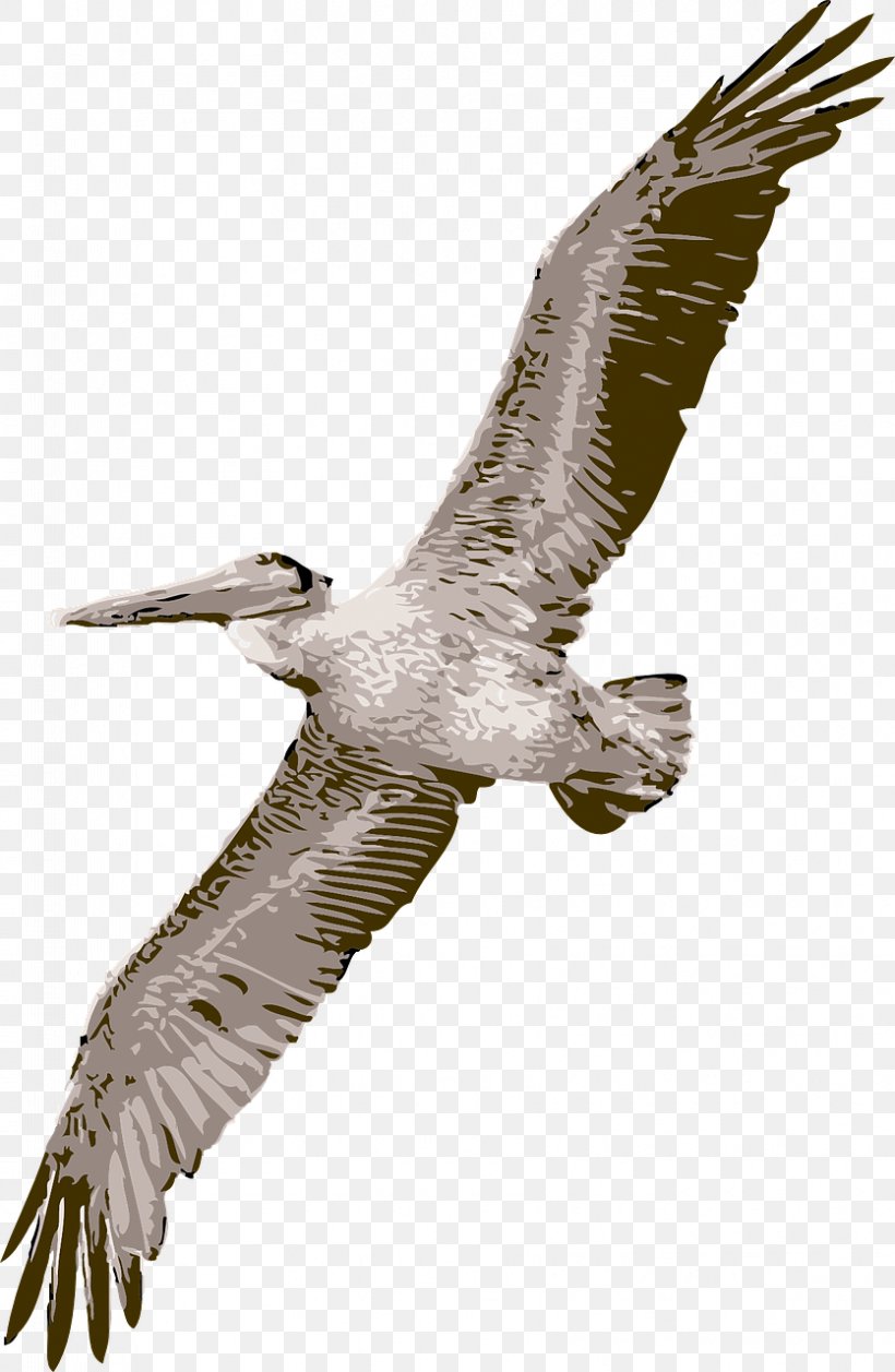Pelican Free Content Clip Art, PNG, 835x1280px, Pelican, Accipitriformes, Bald Eagle, Beak, Bird Download Free