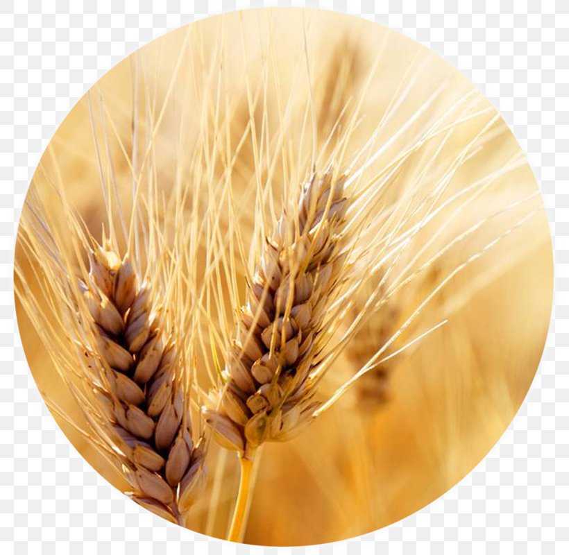 Wheat Cereal Harvest Grain Crop, PNG, 800x800px, Wheat, Barley, Broadacre, Cereal, Cereal Germ Download Free