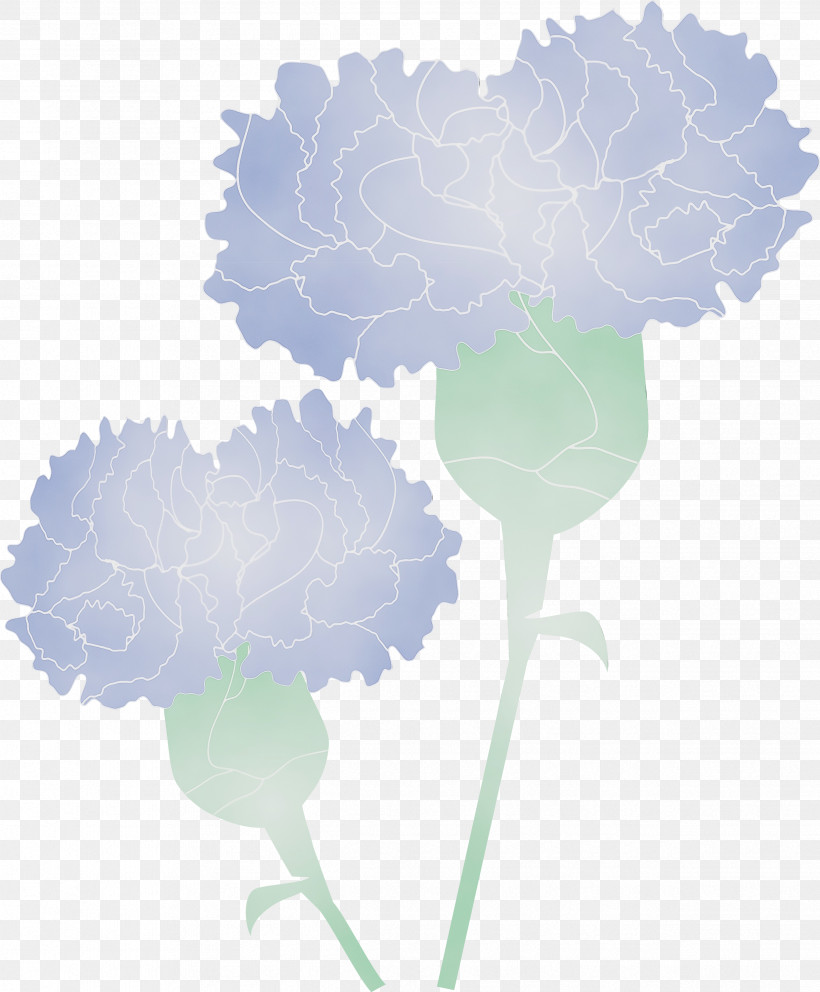 Cloud Leaf Plant Flower Carnation, PNG, 2479x3000px, Mothers Day Carnation, Carnation, Cloud, Dianthus, Flower Download Free