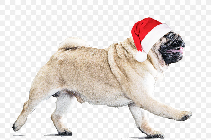 Dog Pug Snout Companion Dog Sporting Group, PNG, 1170x780px, Dog, Companion Dog, Pug, Snout, Sporting Group Download Free