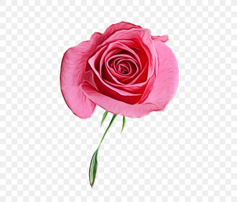 Garden Roses, PNG, 497x700px, Watercolor, Cut Flowers, Floribunda, Flower, Flowering Plant Download Free