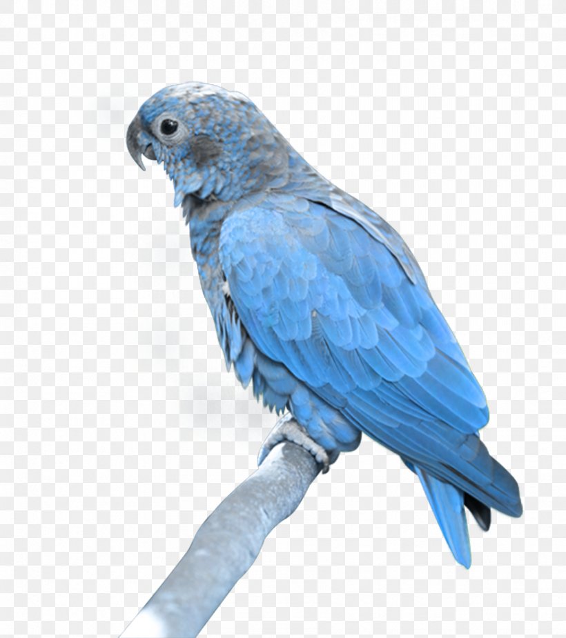 Parrot Bird Blue-and-yellow Macaw, PNG, 886x1000px, Bird, African Grey, Beak, Budgerigar, Cobalt Blue Download Free
