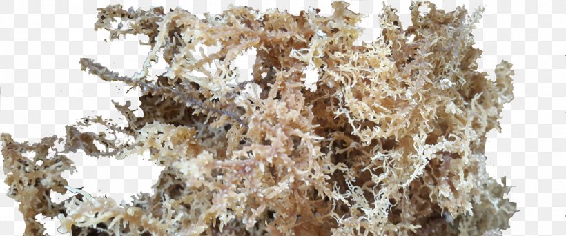 Seaweed Carrageenan /m/083vt Indonesia Favicon, PNG, 1170x488px, Seaweed, Asset, Branch, Carrageenan, Flora Download Free