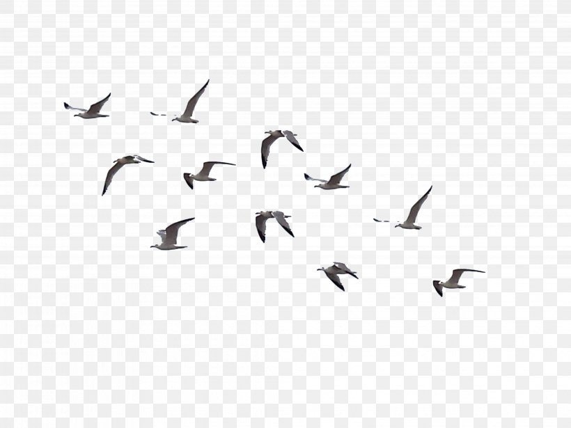 Bird Flight Flock, PNG, 4128x3096px, Bird, Animal, Animal Migration, Beak, Bird Flight Download Free