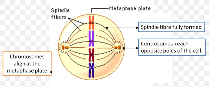 Cell Cycle Interphase Spindle Apparatus DNA, PNG, 800x343px, Watercolor, Cartoon, Flower, Frame, Heart Download Free