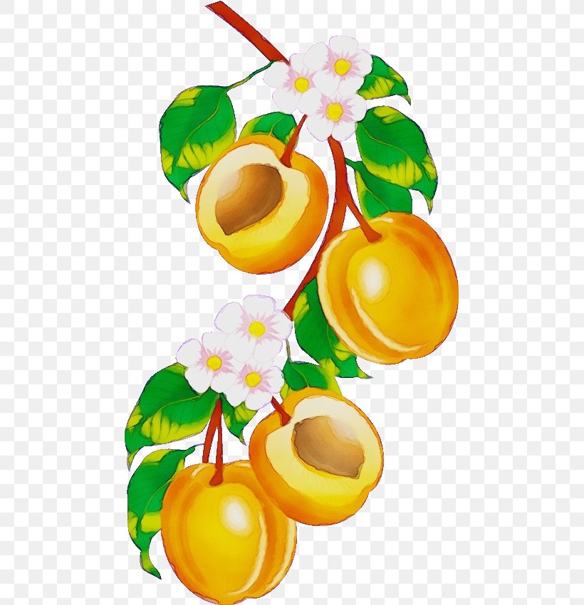 Clip Art Yellow Fruit Plant Flower, PNG, 469x850px, Watercolor, Flower, Food, Fruit, Paint Download Free