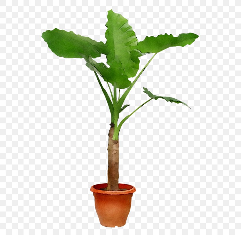 Flowerpot Houseplant Bonsai Plants Tree, PNG, 560x800px, Flowerpot, Aerial Root, Anthurium, Bonsai, Botany Download Free
