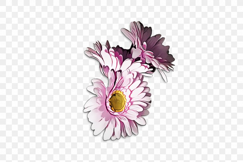 Flowers Background, PNG, 1600x1067px, Transvaal Daisy, Aster, Chrysanthemum, Cut Flowers, Daisy Download Free