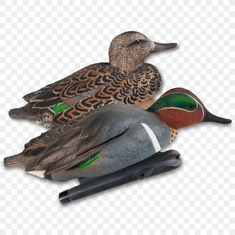 Mallard Duck Fauna Beak Feather, PNG, 1000x1000px, Mallard, Beak, Bird, Duck, Ducks Geese And Swans Download Free