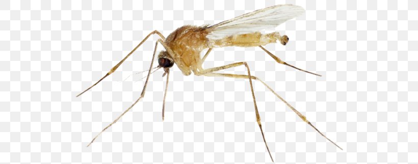 Mosquito Control Yellow Fever Mosquito Fly Insect, PNG, 800x323px, 2018, Mosquito, Aedes, Arthropod, Black Fly Download Free