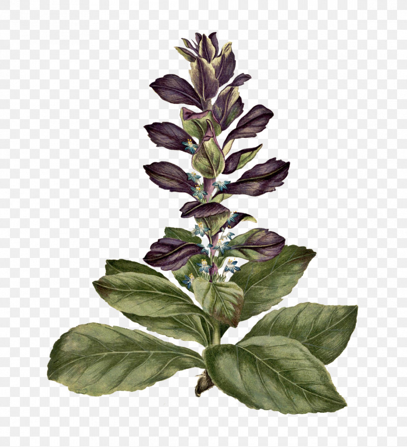 Plant Stem Basil Leaf Herbal Medicine Plants, PNG, 1164x1280px, Plant Stem, Basil, Biology, Herbal Medicine, Leaf Download Free